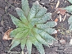 Aristaloe