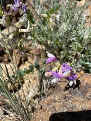 Astragalus oophorus
