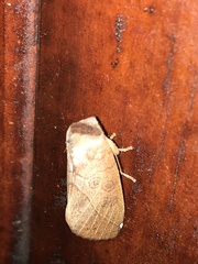 Peratodonta heterogyna