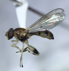 Sphegina