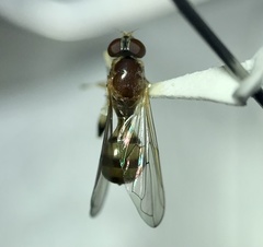 Sphegina
