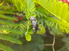 Sesiidae