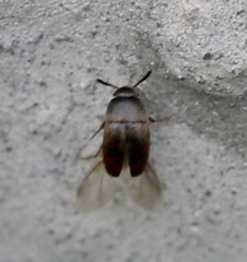 Ptomaphagus
