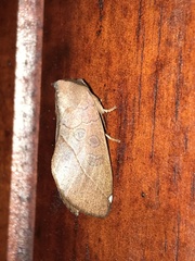 Peratodonta heterogyna