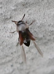 Ptomaphagus
