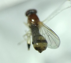 Sphegina