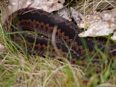Vipera berus