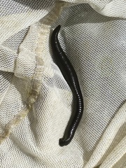 Erpobdella octoculata