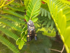 Sesiidae