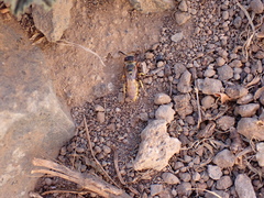 Philanthus triangulum