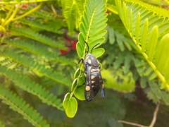 Sesiidae