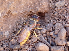 Philanthus triangulum