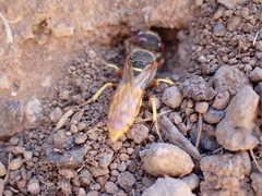 Philanthus triangulum