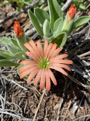 Silene salmonacea