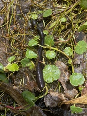 Erpobdella octoculata