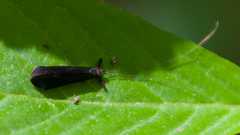 Mystacides sepulchralis