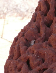 Trachylepis brevicollis
