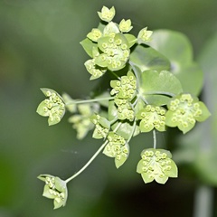 Bupleurum longifolium