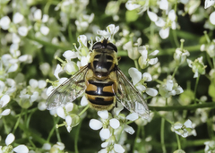 Myathropa florea
