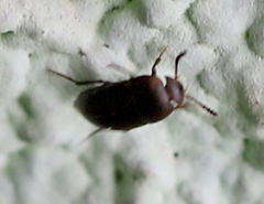Ptomaphagus