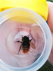 Bombus wurflenii