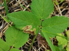 Phytomyza pubicornis