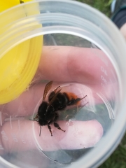 Bombus wurflenii