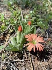 Silene salmonacea