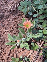 Silene salmonacea