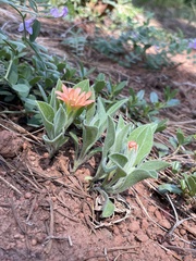 Silene salmonacea
