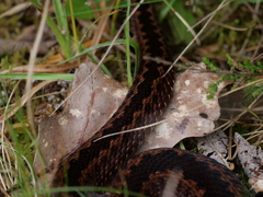 Vipera berus