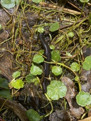 Erpobdella octoculata