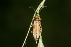 Oedemera flavipes
