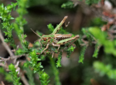 Myrmeleotettix maculatus