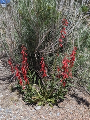 Penstemon eatonii