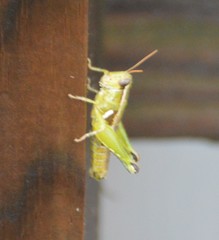 Paraidemona
