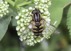 Helophilus fasciatus