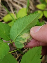 Phytomyza pubicornis