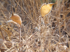 Lupinus palaestinus