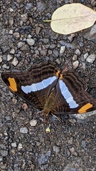 Adelpha iphicleola