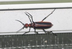 Pyrota tenuicostatis