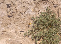 Frankenia pulverulenta