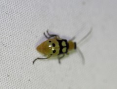 Paranapiacaba connexa