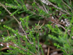 Myrmeleotettix maculatus