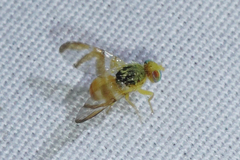 Procecidocharoides penelope