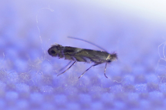 Macrosaccus robiniella