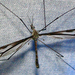 Tipula furca - Photo (c) kestrel360, alguns direitos reservados (CC BY-NC-ND)
