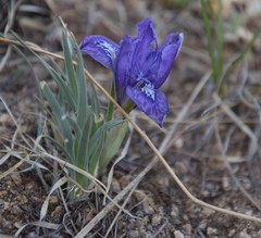 Iris tigridia