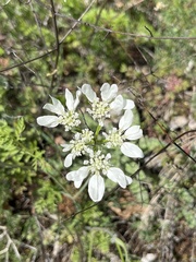 Orlaya grandiflora