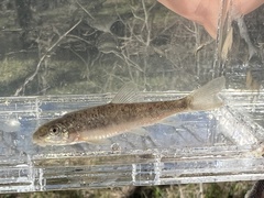 Pantosteus platyrhynchus